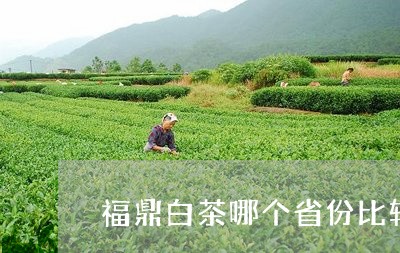 福鼎白茶哪个省份比较热销/2023042674946