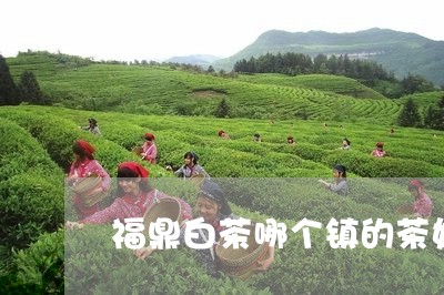 福鼎白茶哪个镇的茶好/2023120675027