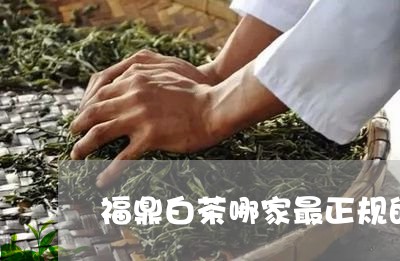 福鼎白茶哪家最正规的好/2023092184028