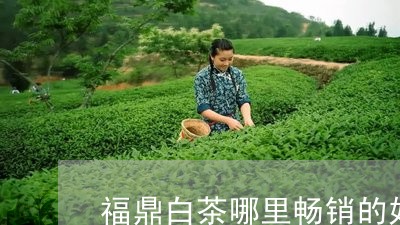 福鼎白茶哪里畅销的好喝/2023092126267