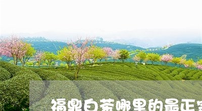 福鼎白茶哪里的最正宗价格/2023042622825