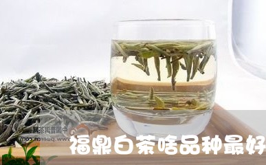 福鼎白茶啥品种最好最贵/2023092275926