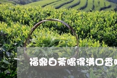 福鼎白茶喝得满口香味吗/2023092119382