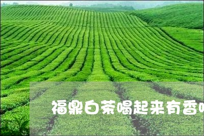 福鼎白茶喝起来有香味/2023120696362