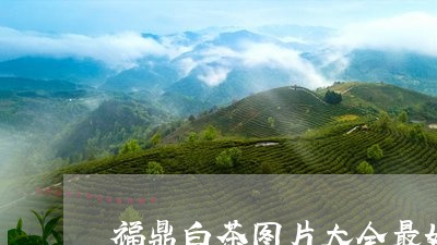 福鼎白茶图片大全最好的/2023110187471