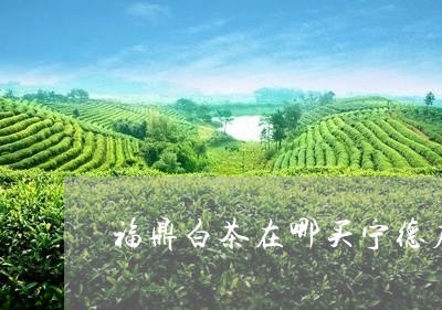 福鼎白茶在哪买宁德店/2023091649383