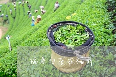 福鼎白茶在福鼎/2023062866946