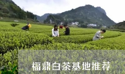 福鼎白茶基地推荐/2023062844937