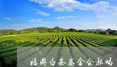 福鼎白茶基金会涨吗/2023120395158