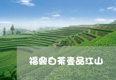 福鼎白茶壹品江山/2023112604928