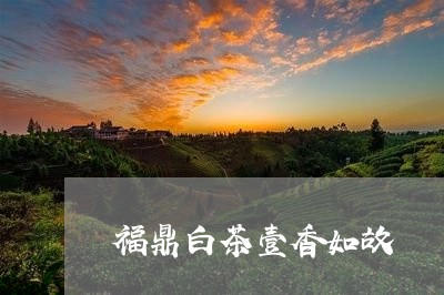 福鼎白茶壹香如故/2023062882957