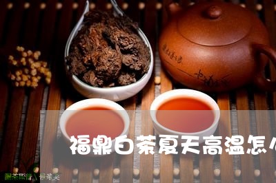 福鼎白茶夏天高温怎么办/2023092126514