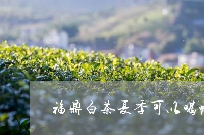 福鼎白茶夏季可以喝嘛/2023120843593