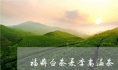 福鼎白茶夏季高温茶/2023120350403