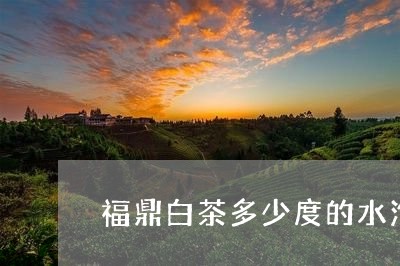 福鼎白茶多少度的水泡/2023120725926