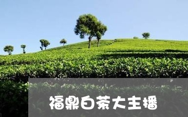 福鼎白茶大主播/2023111619582