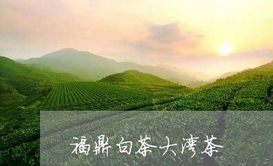 福鼎白茶大湾茶/2023111614081