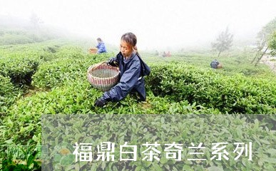 福鼎白茶奇兰系列/2023071223047