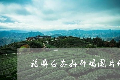 福鼎白茶好碎吗图片价格/2023110187049