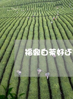 福鼎白茶好还是茉莉花茶好/2023110967381