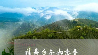 福鼎白茶如意春/2023082664026