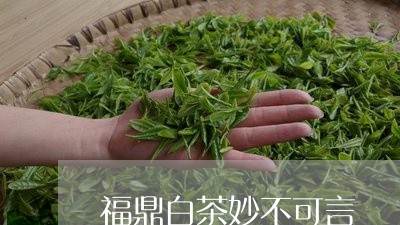 福鼎白茶妙不可言/2023082656250