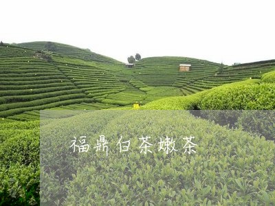 福鼎白茶嫩茶/2023052250825