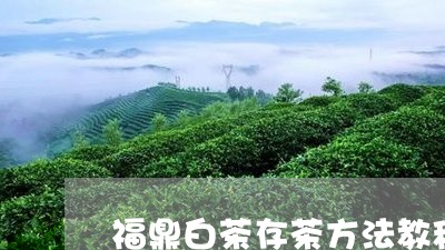 福鼎白茶存茶方法教程图解/2023042523838