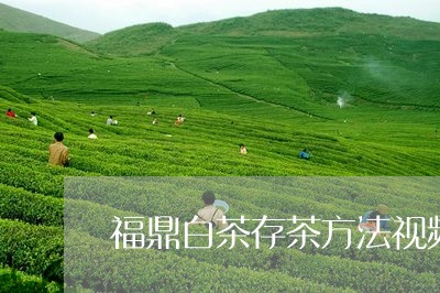 福鼎白茶存茶方法视频大全/2023110945169