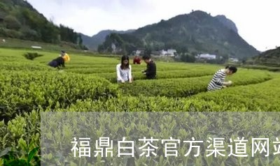 福鼎白茶官方渠道网站查询/2023110998502