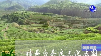 福鼎白茶定点泡法图片大全/2023110957169