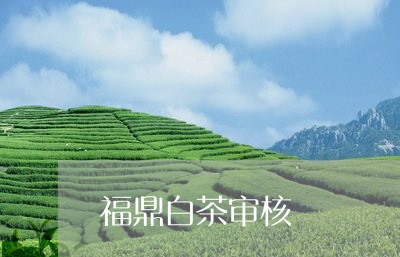 福鼎白茶审核/2023052296069