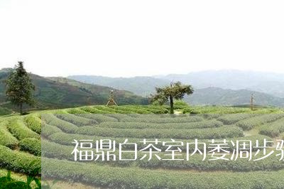 福鼎白茶室内萎凋步骤图解/2023042518362