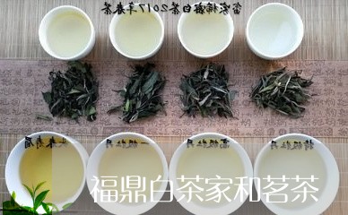 福鼎白茶家和茗茶/2023082613807