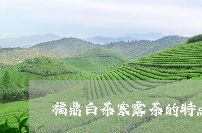 福鼎白茶寒露茶的特点/2023120752817