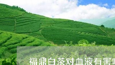 福鼎白茶对血液有害吗吗/2023092174927