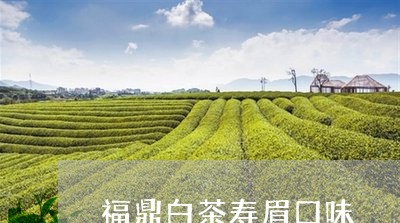 福鼎白茶寿眉口味/2023112511616