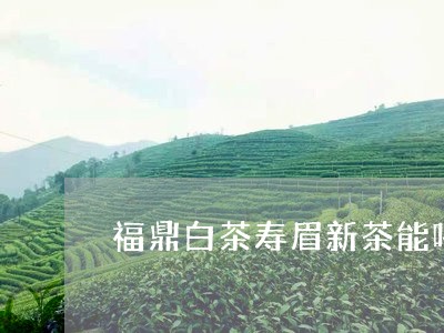 福鼎白茶寿眉新茶能喝吗/2023082600571