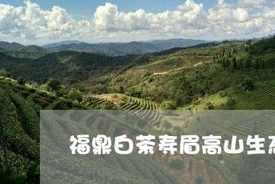 福鼎白茶寿眉高山生态/2023120727149