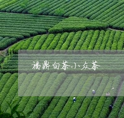 福鼎白茶小众茶/2023062869572