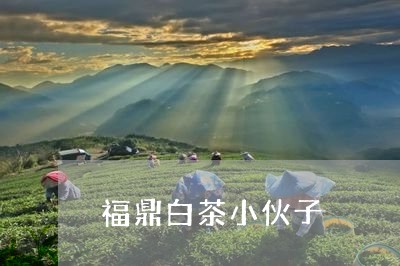 福鼎白茶小伙子/2023062869491