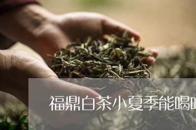 福鼎白茶小夏季能喝吗/2023110905937