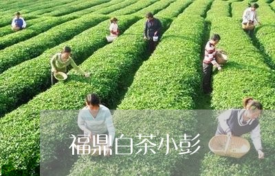 福鼎白茶小彭/2023082474140