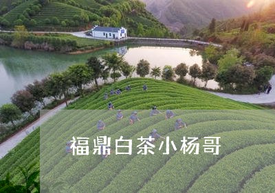 福鼎白茶小杨哥/2023060872141