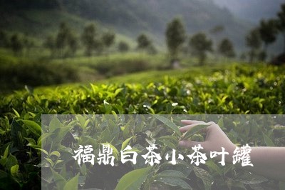 福鼎白茶小茶叶罐/2023090504058