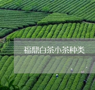 福鼎白茶小茶种类/2023112560381