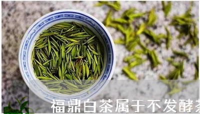 福鼎白茶属于不发酵茶/2023091585837