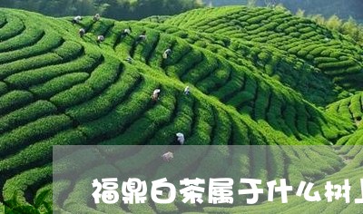 福鼎白茶属于什么树上的茶/2023092530729