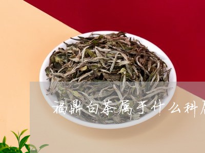 福鼎白茶属于什么科属植物/2023042508270