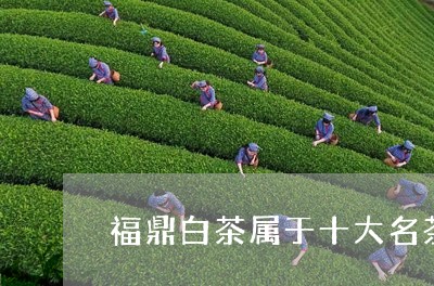 福鼎白茶属于十大名茶吗/2023092106260